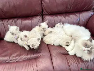 Ragdoll cats 3 purebred Ragdoll cats - Advert 16