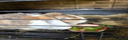 French Lop rabbits for sale: Gorgeous French lop rabbits - Advert 1