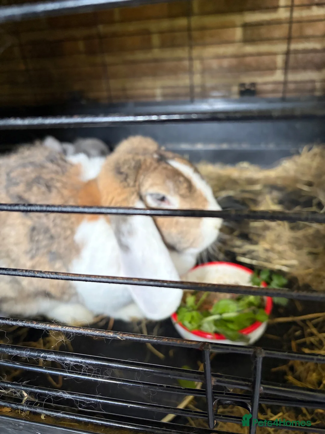 French Lop rabbits for sale: Gorgeous French lop rabbits - Advert 1