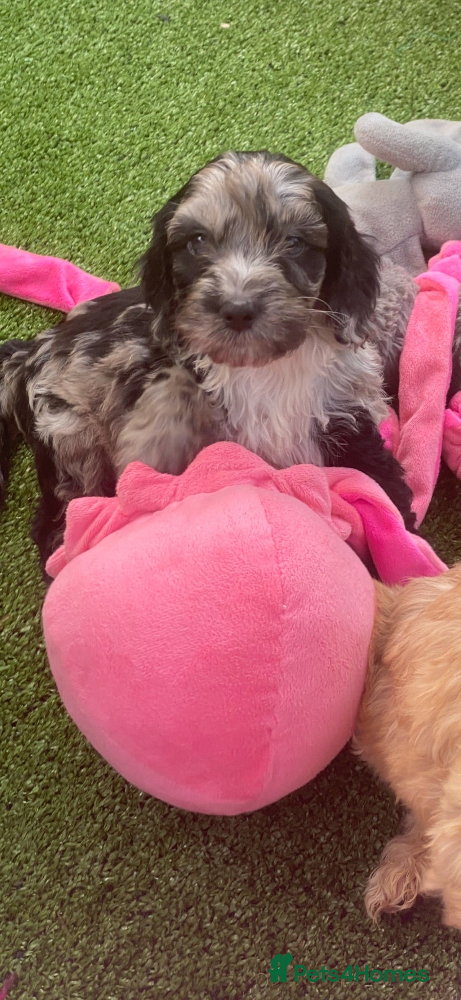 Cockapoo dogs F1 Show Type Sable Merle Cockapoos ONLY  2 LEFT - Advert 4
