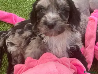 Cockapoo dogs F1 Show Type Sable Merle Cockapoos ONLY 2 LEFT - Advert 4