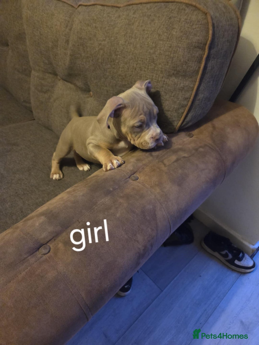 American Bully dogs for sale: American pocket bullys - Image 16