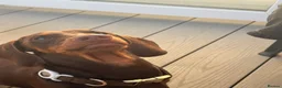 Dachshund dogs for stud: Orpheus  - Advert 3