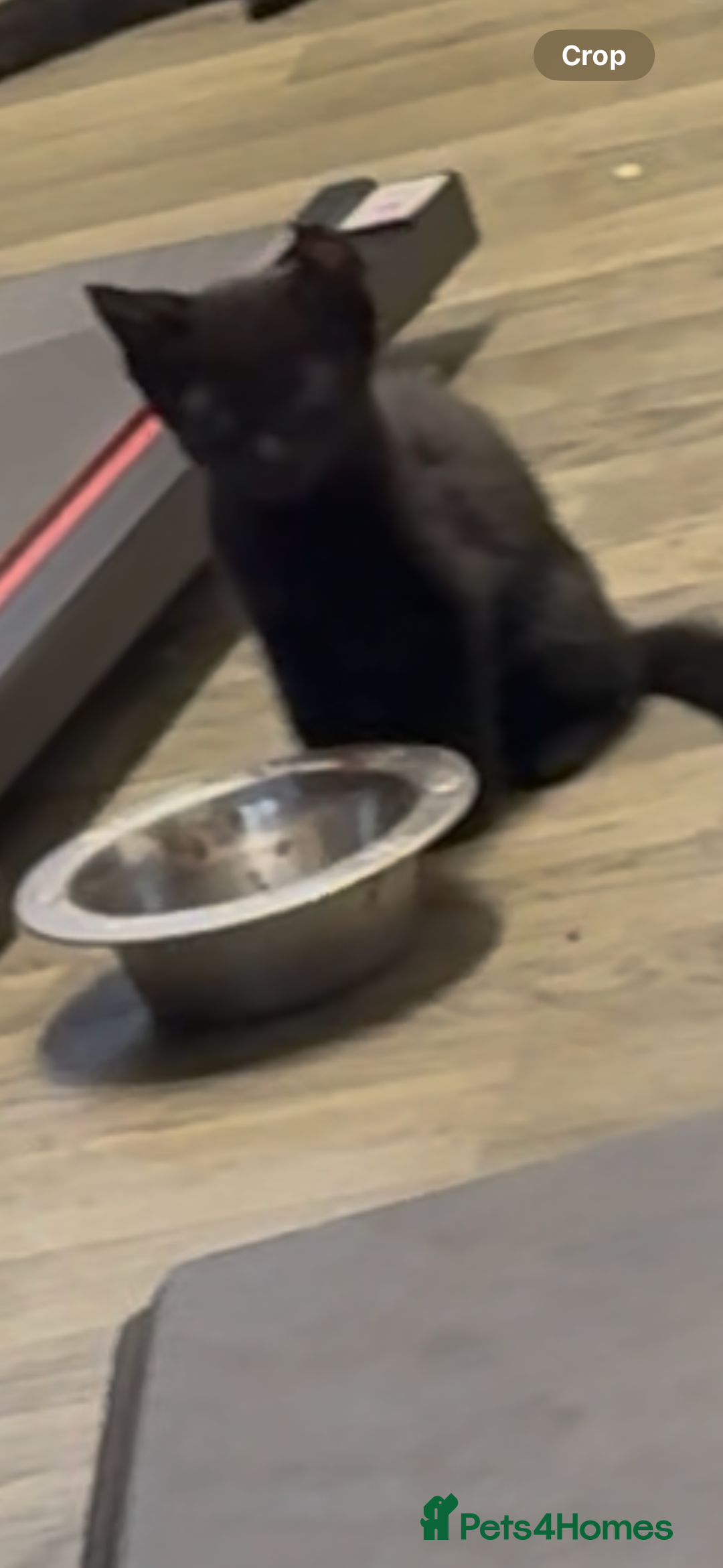 British Shorthair cats for sale: BLACK KITTENS  - Advert 9