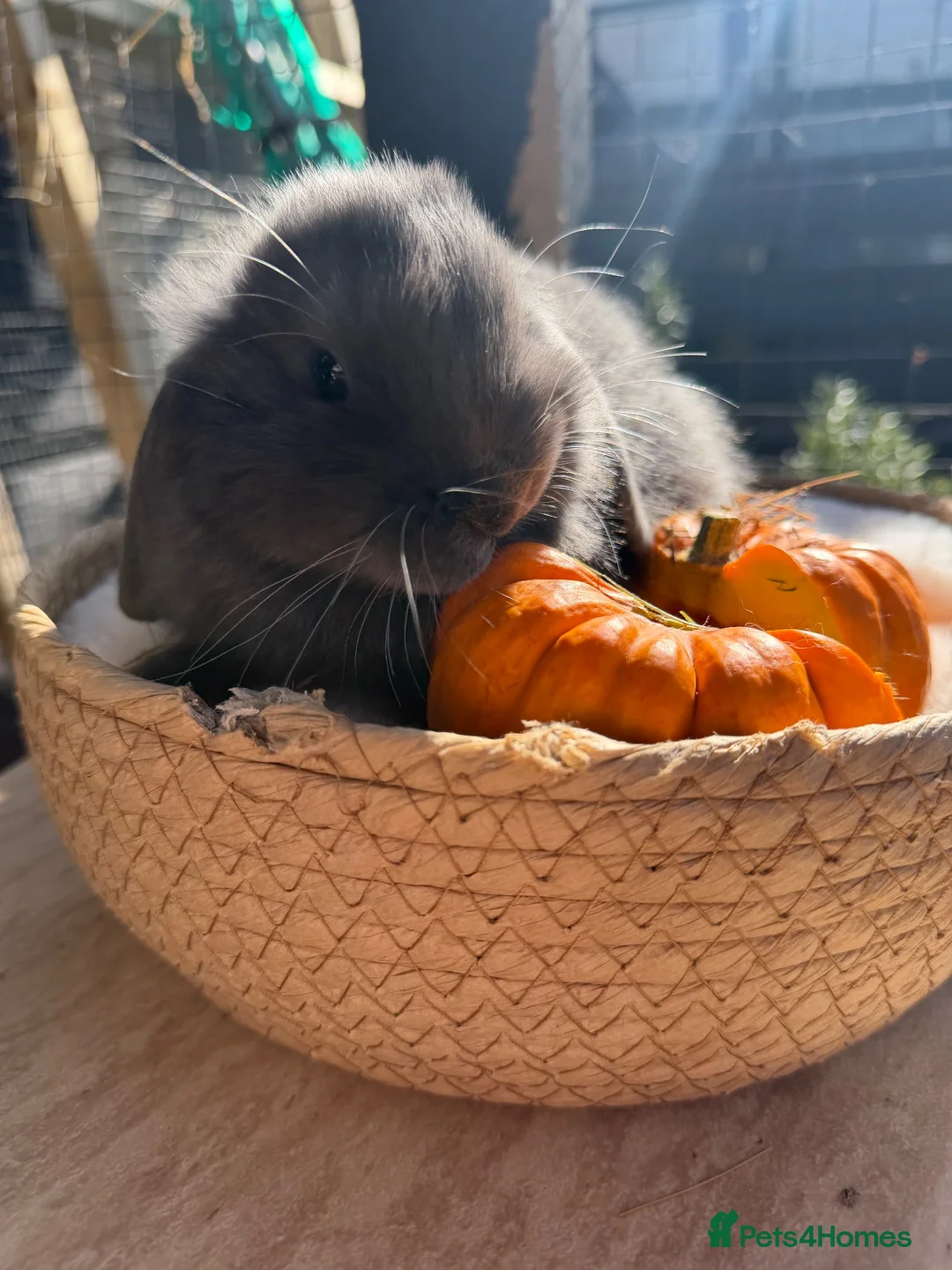 Mini Lop rabbits for sale: 2 male mini lops looking for forever home.  - Advert 2