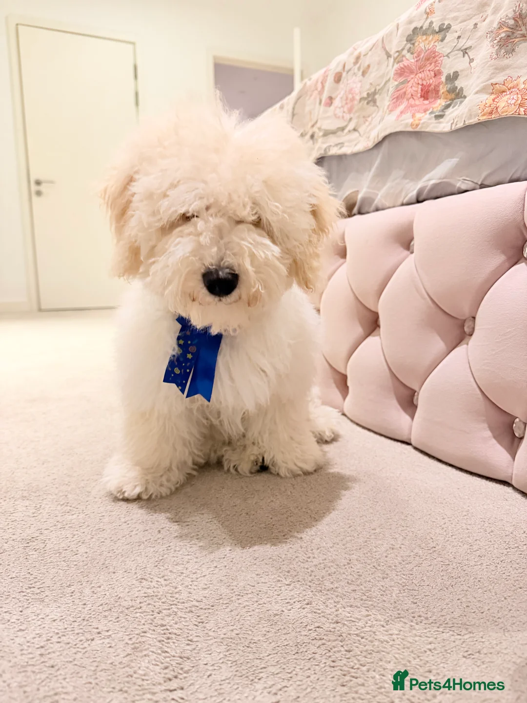 Maltipoo dogs for sale: 5‑Month‑Old Maltipooo Looking for a Loving Home - Advert 12