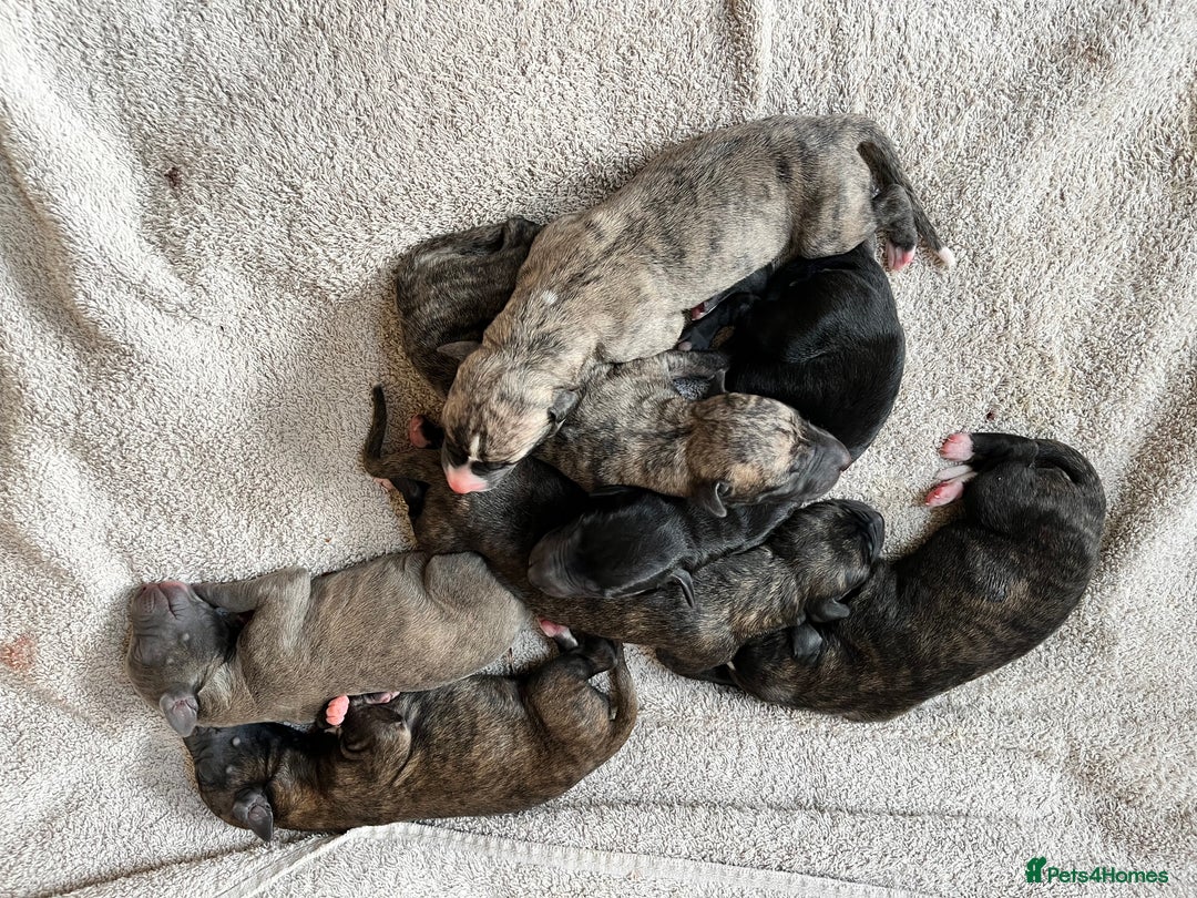 Whippet dogs for sale: Beautiful KC Reg Pedigree Whippet Puppies - Advert 8
