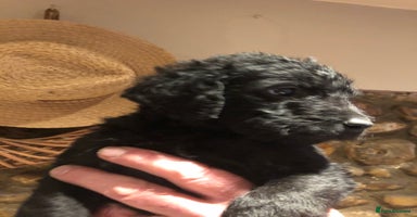 Labradoodle dogs TOP QUALITY Standard F1 Labradoodles - Advert 1