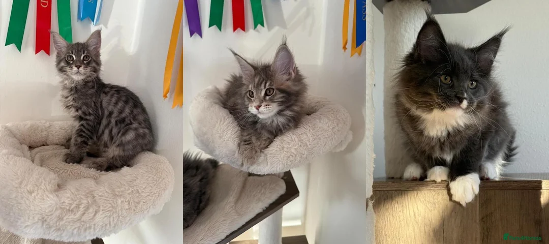 Maine Coon cats for sale: Beautiful GCCF registered Maine coon Kittens  - Advert 10