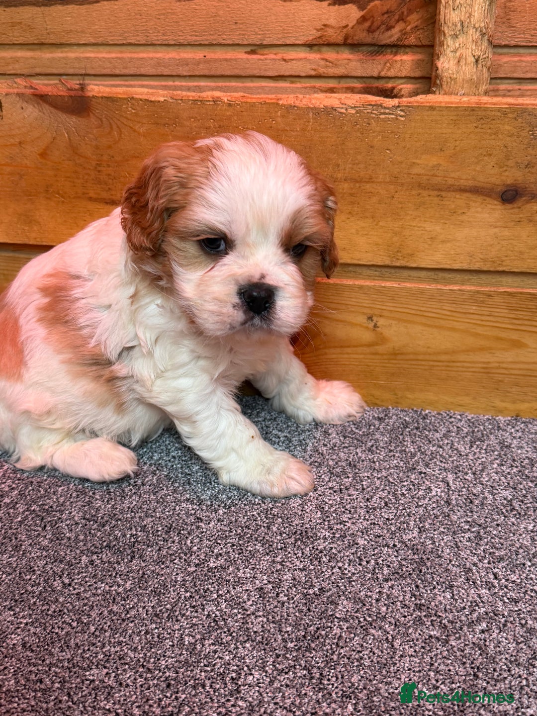 Cavalier King Charles Spaniel dogs for sale: Cavalier King Charles Puppys  - Advert 5