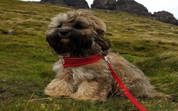 Shihpoo dogs for sale: Shipoo Pups - Image 13