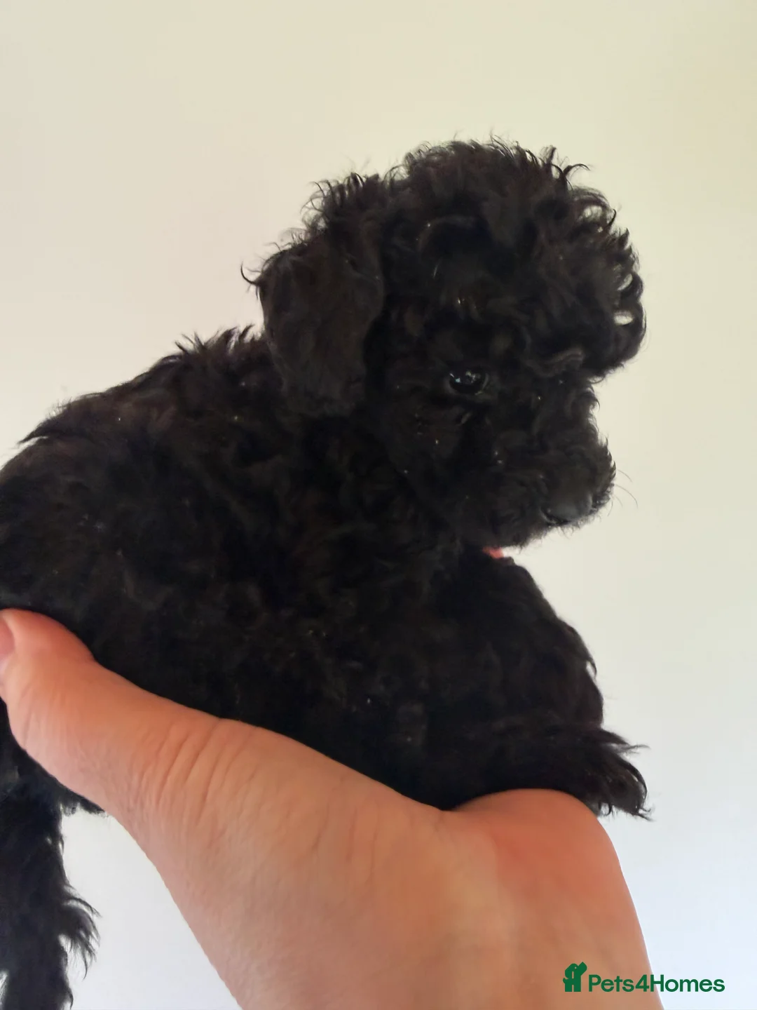 Mixed Breed dogs for sale: Poodle puppies - Advert 25