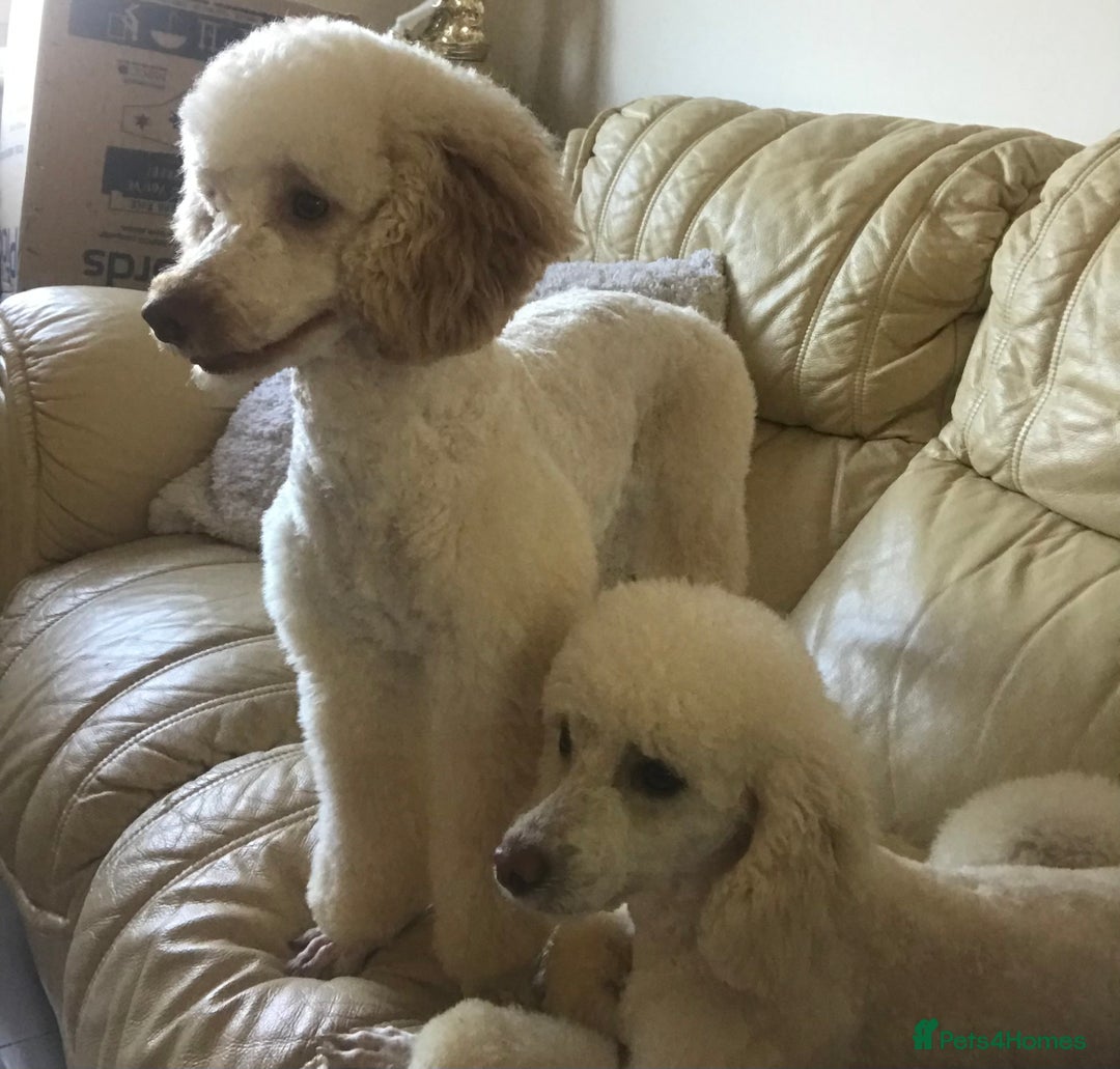 Miniature Poodle dogs for sale: Rehoming 2 miniature poodle sisters  - Image 1