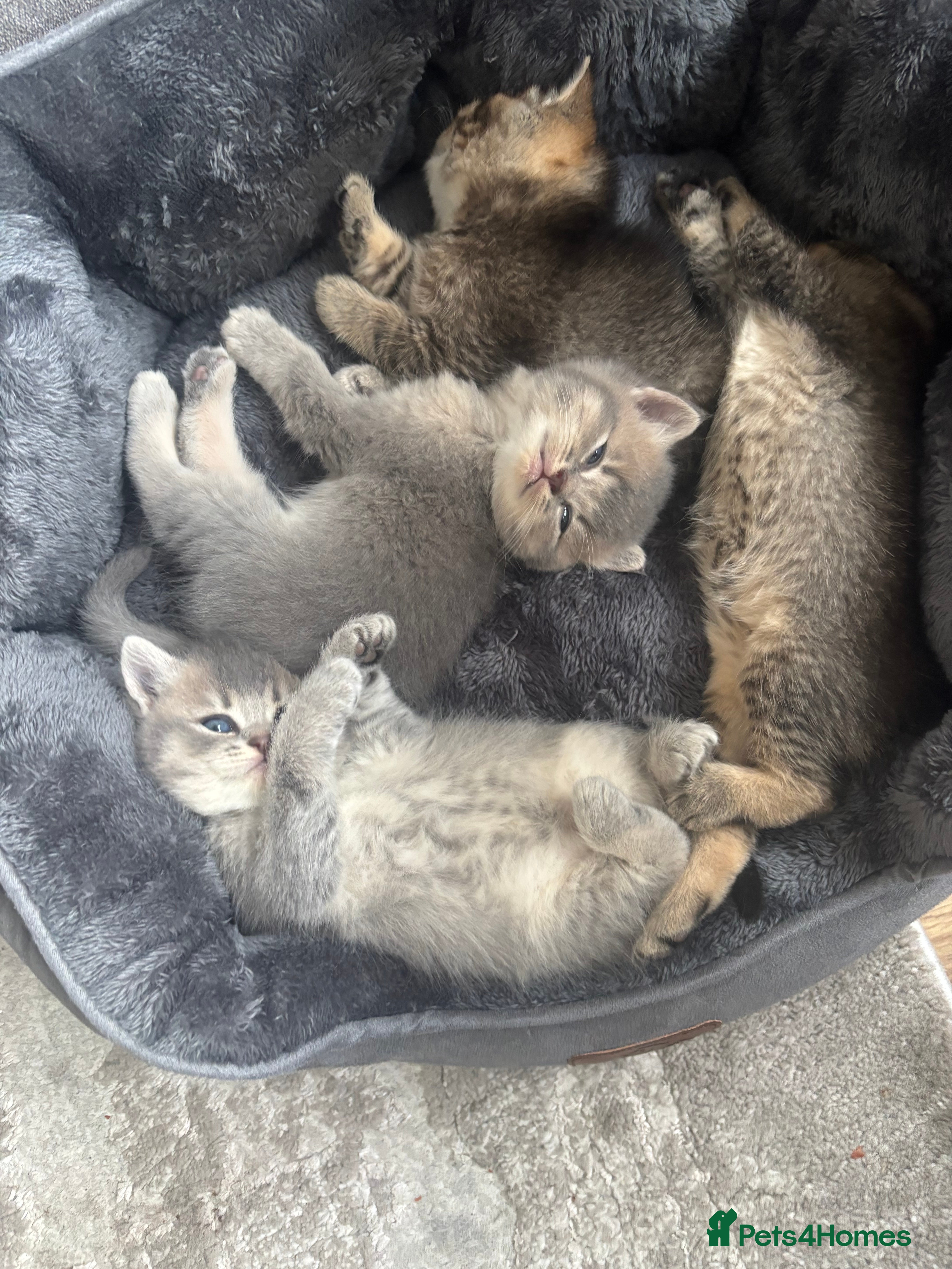 British Shorthair cats 4 adorable kittens looking for a new home  - Advert 18