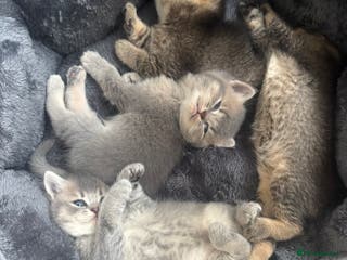 British Shorthair cats 4 adorable kittens looking for a new home - Advert 1