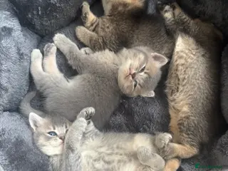 British Shorthair cats 4 adorable kittens looking for a new home - Advert 6