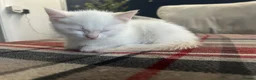 Mixed Breed cats for sale: Mixed breed kittens for sale in Chippenham - Advert 12