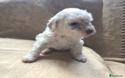 Lagotto Romagnolo dogs for sale: Pedigree Kennel Club Registered Lagotto Romagnolo - Image 14