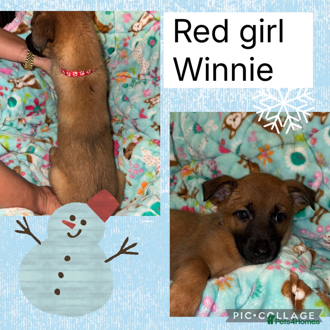 Belgian Shepherd Dog dogs for sale: 🐾 Belgian Malinois x Dutch Herder Puppies 🐾 - Advert 18