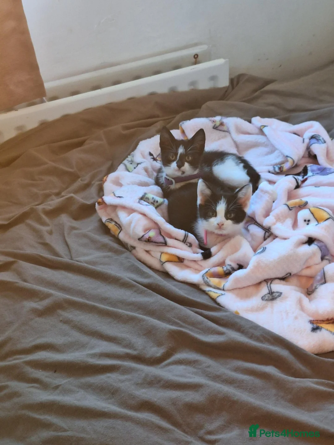 Mixed Breed cats for sale: 2 girl kittens - Advert 3