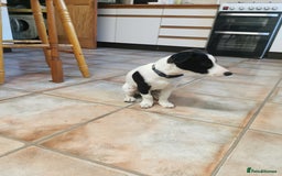 Jack Russell dogs for sale: Male jack russell - Image 12