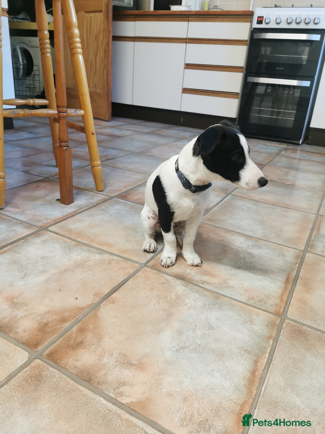 Jack Russell dogs for sale: Male jack russell - Image 12