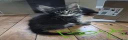Maine Coon cats for sale: Beautiful white Maine coon kittens  - Advert 2