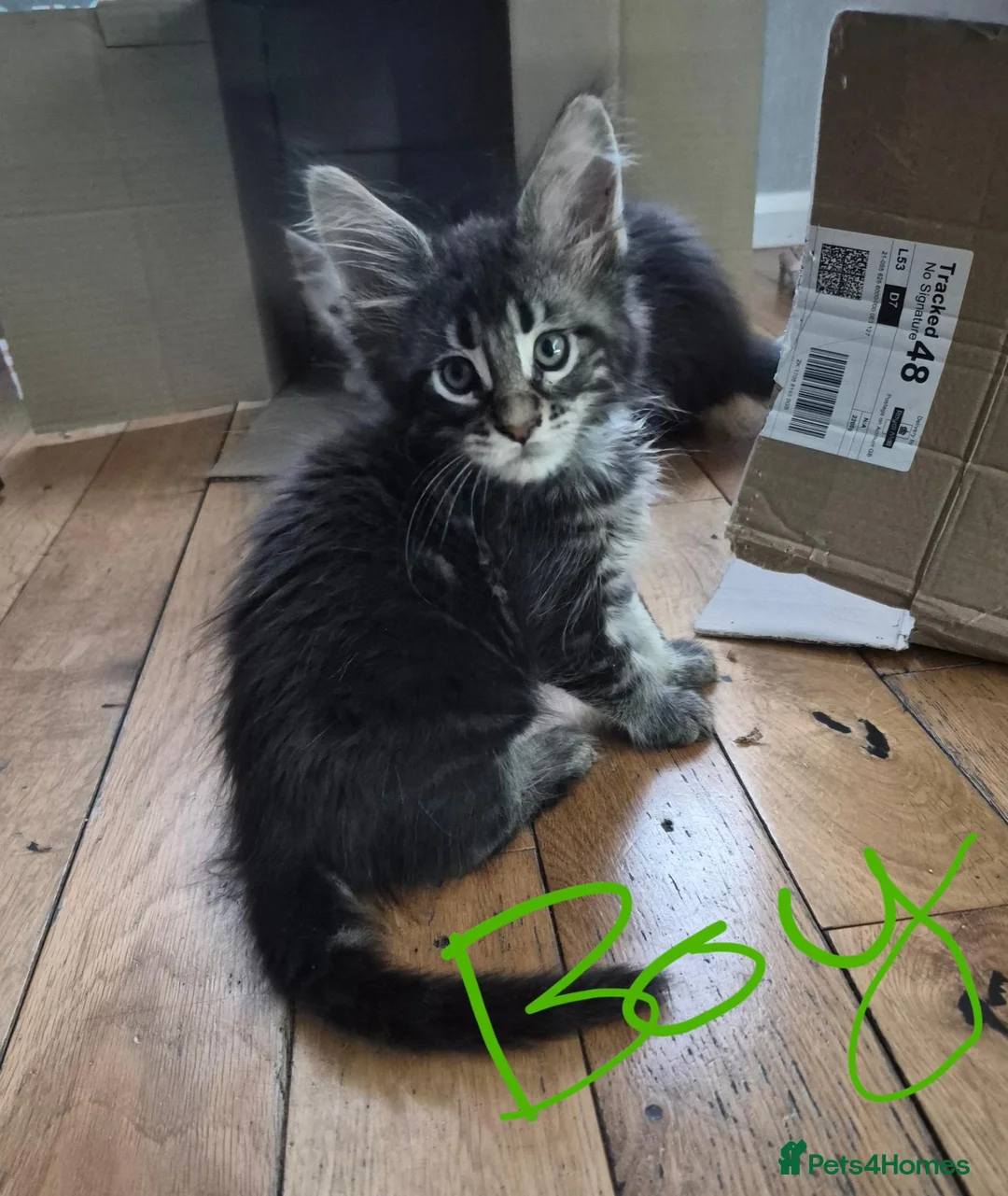 Maine Coon cats for sale: Beautiful white Maine coon kittens  - Advert 2