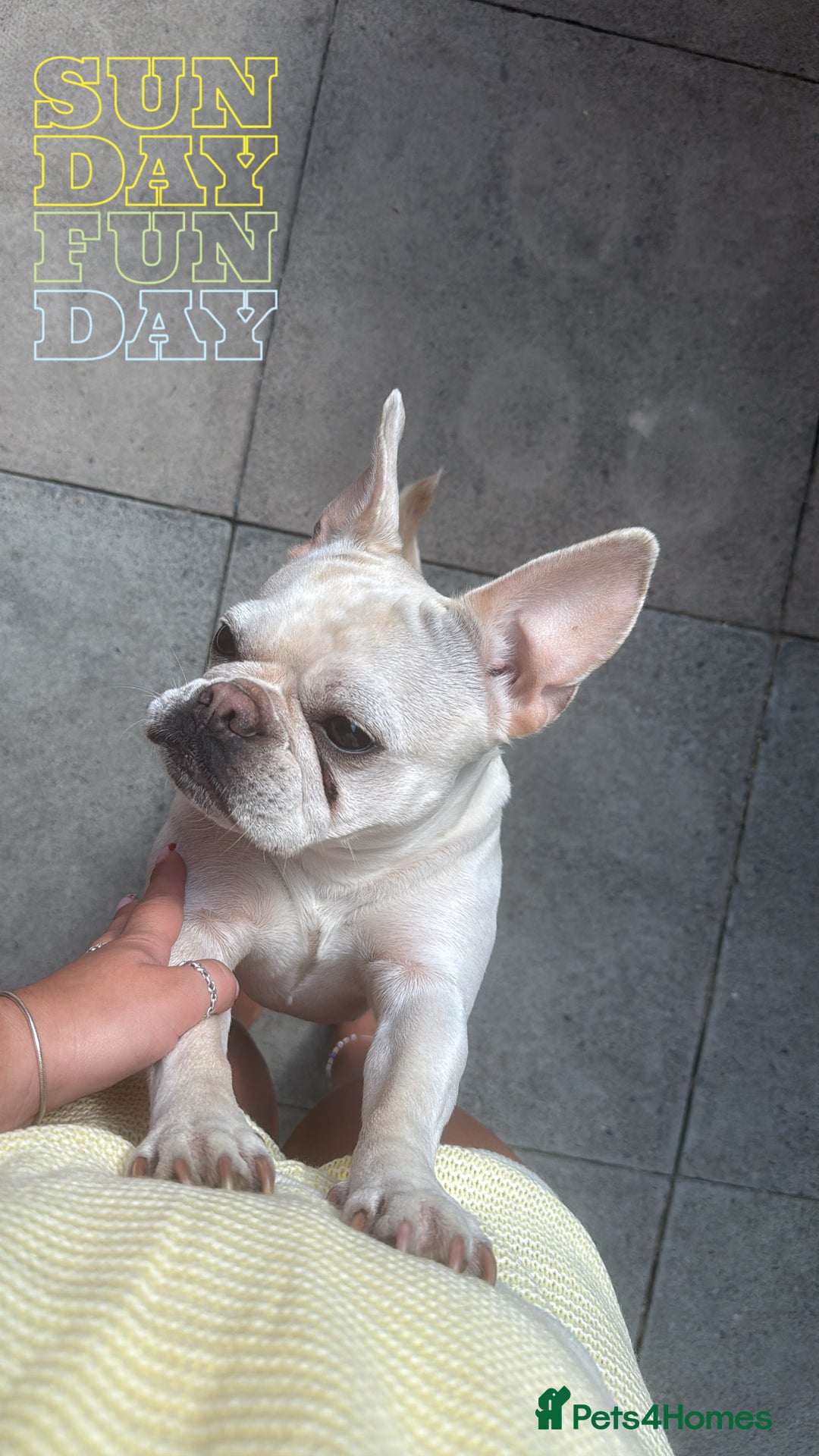 French Bulldog dogs for sale: Frenchie pups for sale  - Image 2