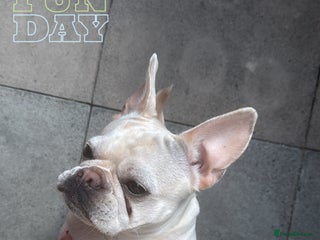 French Bulldog dogs - Advert 1