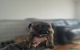 Whippet dogs for sale: Whippet puppies for sale  - Image 5