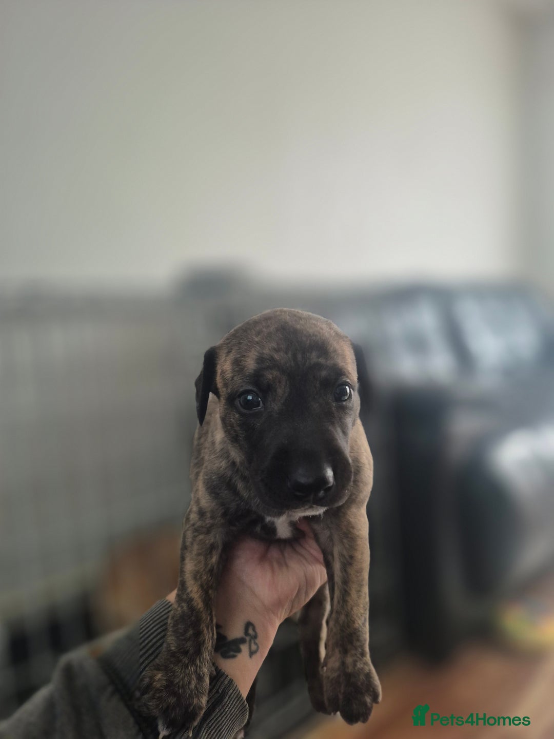 Whippet dogs for sale: Whippet puppies for sale  - Image 5