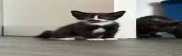 Mixed Breed cats for sale: Black and white male kittens  - Advert 8