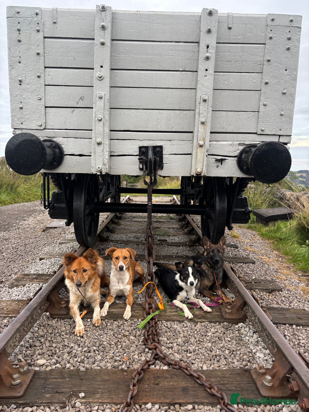 Canaan Dog dogs for sale: URGENT HOME NEEDED - Advert 5