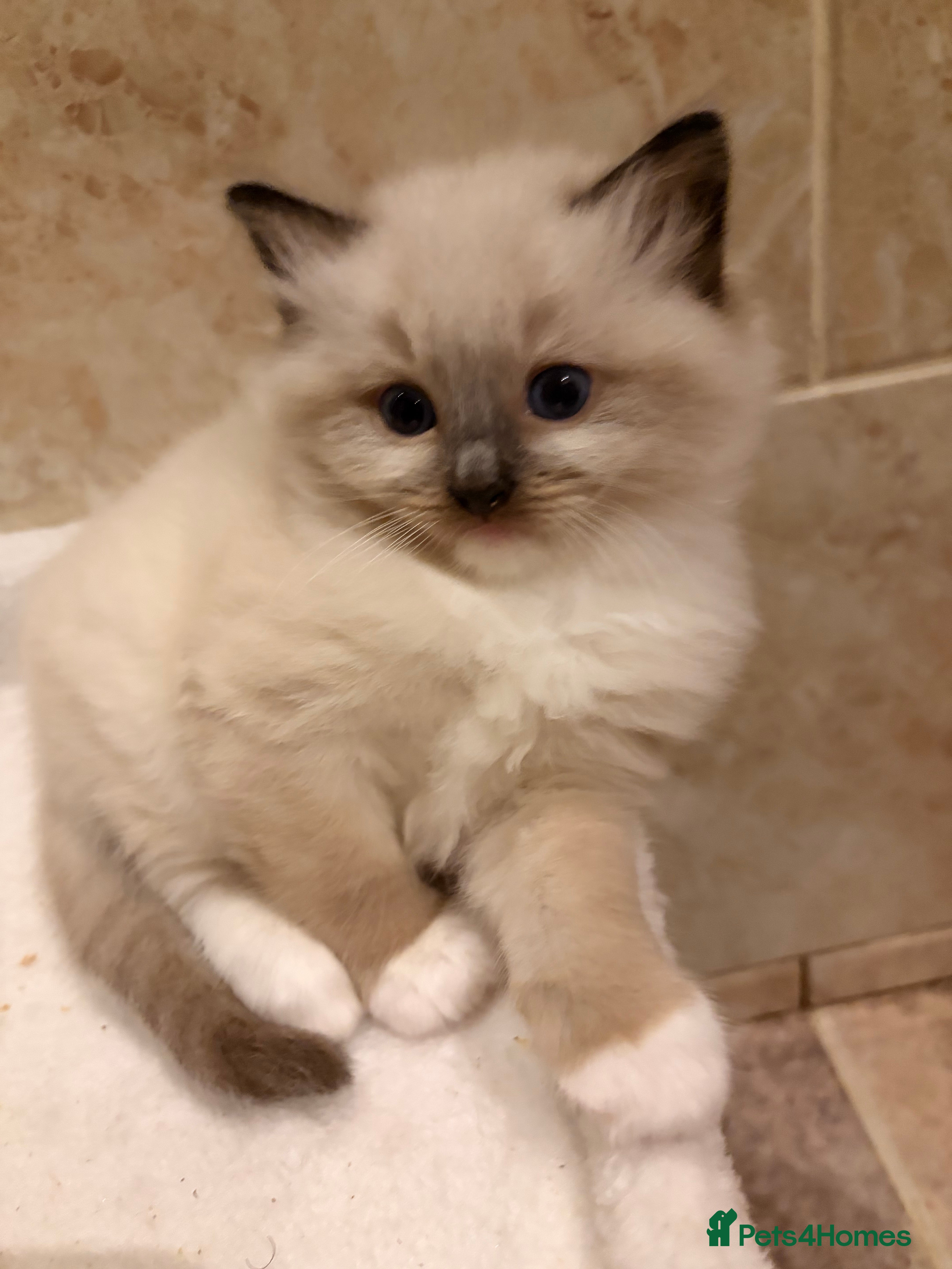 Ragdoll cats Ragdoll Kittens GCCF pedigree registered  - Advert 5