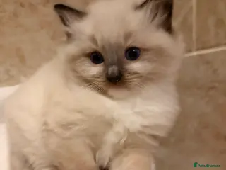 Ragdoll cats Ragdoll Kittens GCCF pedigree registered - Advert 1