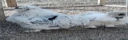 Chickens poultry for sale: Silkie Hatching Eggs – Paint & Cuckoo-Type  - Advert 8