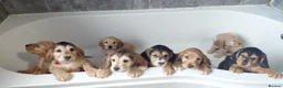 Cocker Spaniel dogs for sale: READY TO LEAVE working cocker spaniel pups - Advert 9