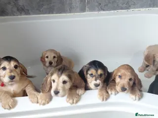 Cocker Spaniel dogs Gorgeous cocker spaniel puppies for sale - Advert 5