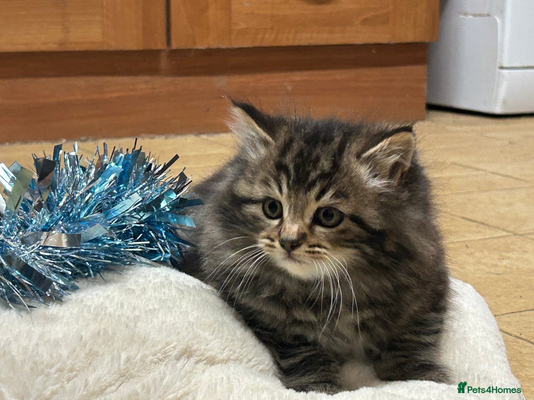 Mixed Breed cats for sale: Beautiful long haired male tabby kitten  - Advert 5