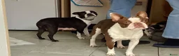 Boston Terrier dogs for stud: PROVEN RED KC REG BOSTON TERRIER  - Advert 5
