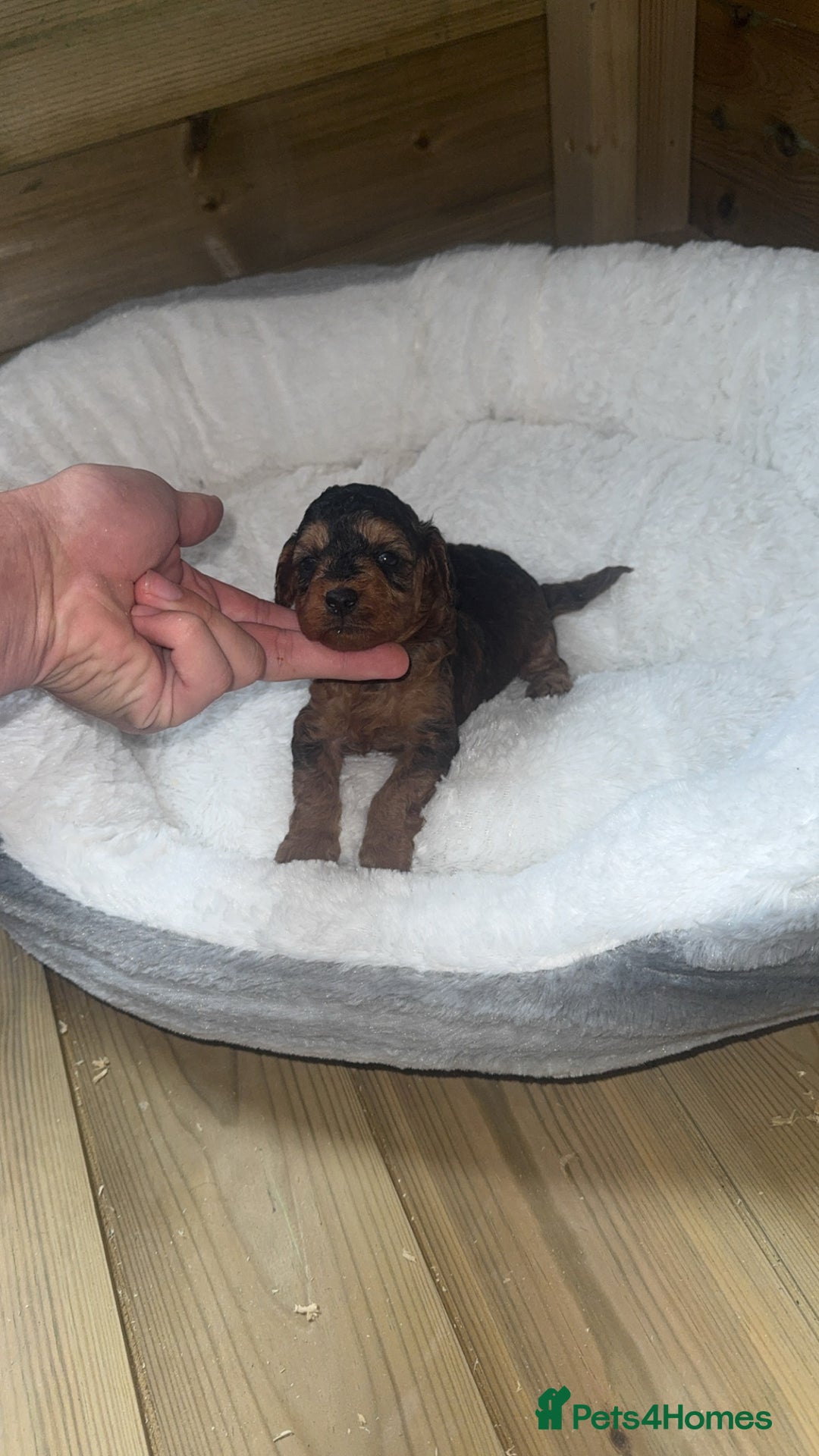 Cockapoo dogs for sale: Toy miniature cockapoo puppy’s  - Image 2