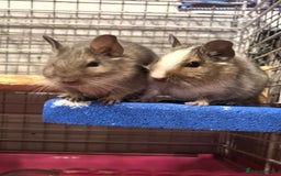 Degus rodents for sale: 2x female degus - Image 1
