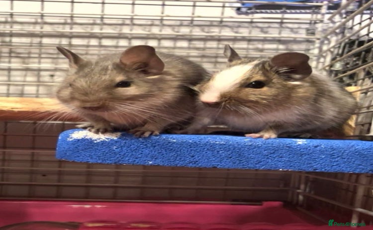 Degus rodents - Advert 1