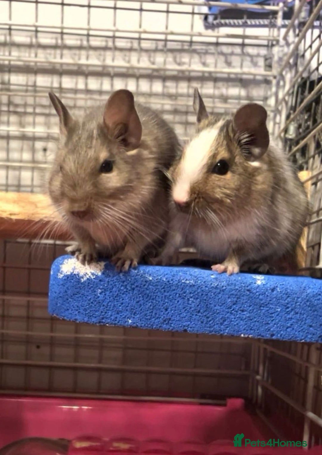 Degus rodents for sale: 2x female degus - Image 1