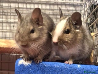 Degus rodents - Advert 1