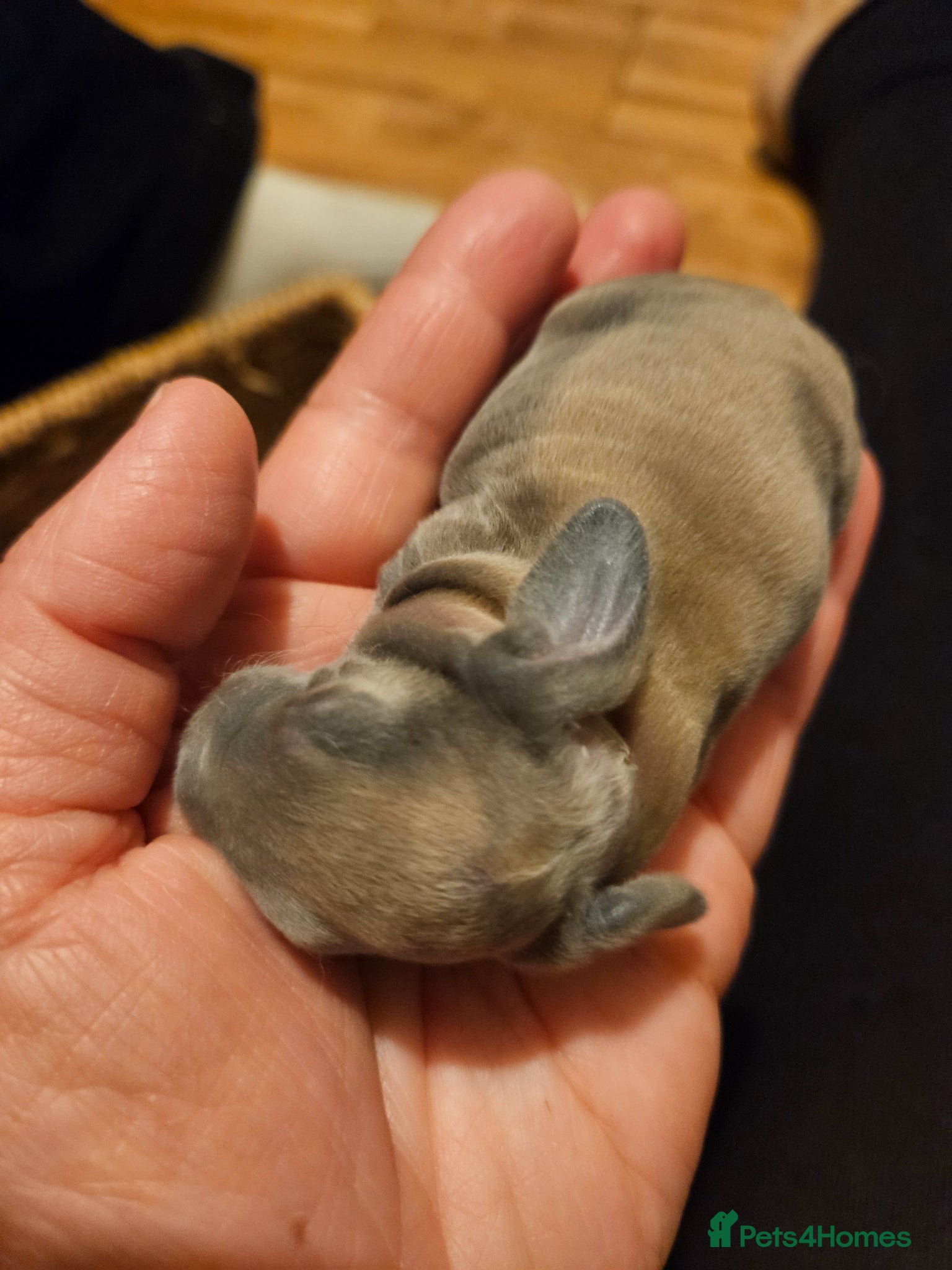 Rex rabbits Velveteen Litter  - Advert 17