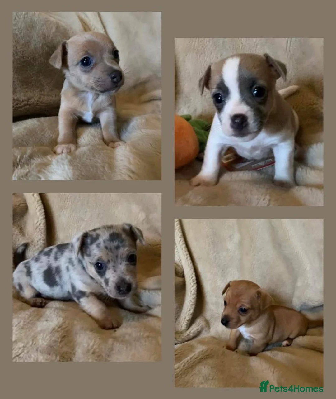 Jack Russell dogs for sale: Exceptional unusual coloured mini JR puppies - Advert 1