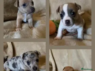 Jack Russell dogs Exceptional unusual coloured mini JR puppies - Advert 1