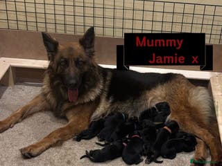 German Shepherd dogs KC registered Long haired German shepherd puppies - Advert 1